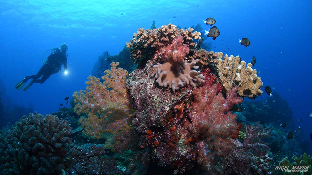 The wonderful, but forgotten, reefs of Beqa Lagoon, Fiji