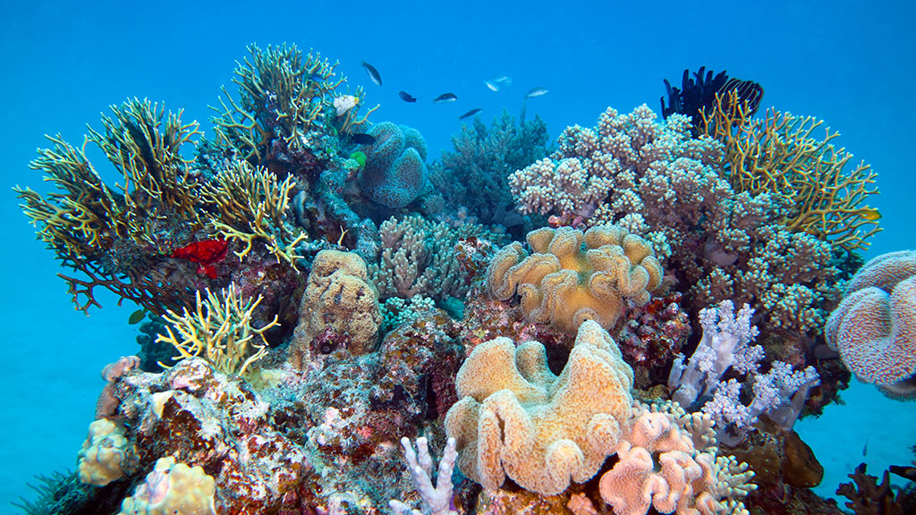 The Great Barrier Reef Today - New Map shows current health of the Reef