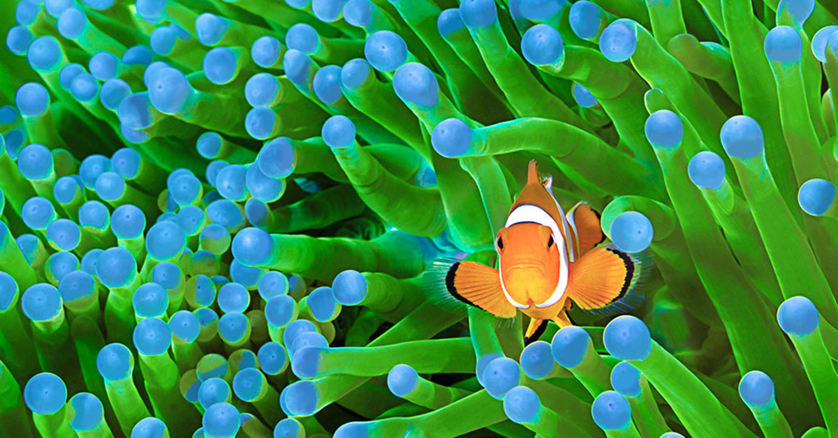 How the Great Barrier Reef's iconic Great Eight species mate