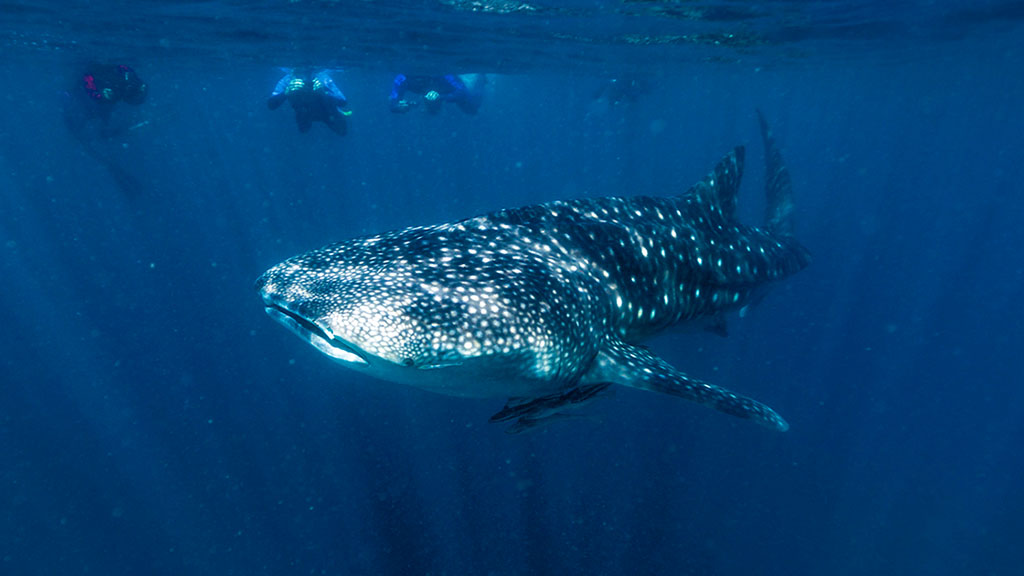 Ningaloo Scuba Diving Resorts & Liveaboards Diving Ningaloo Reef