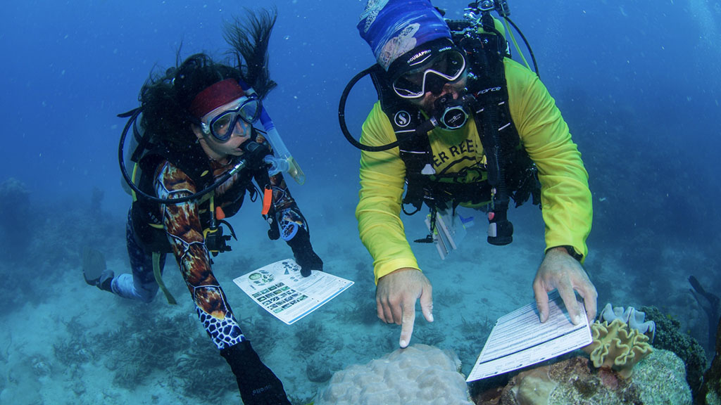 5 Ways to help save the Great Barrier Reef | Reef Restoration Projects