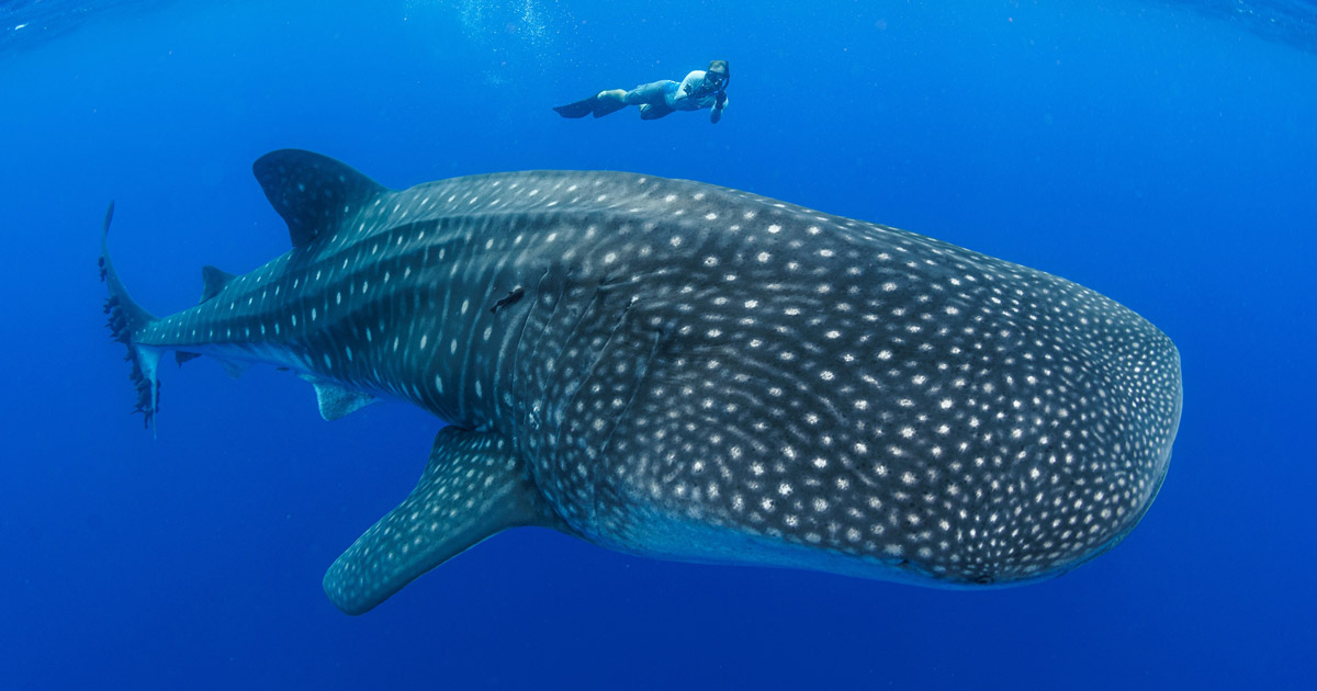 7 Fascinating Whale Shark Facts | Whale Shark Facts by Dr Simon Pierce