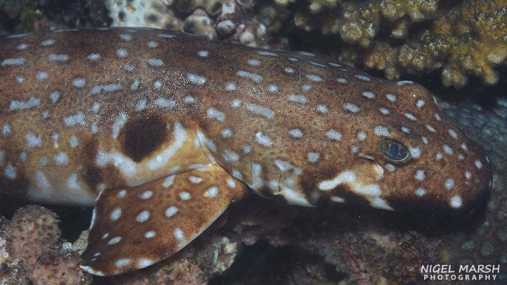 Wrecks and walking sharks in Madang, Papua New Guinea