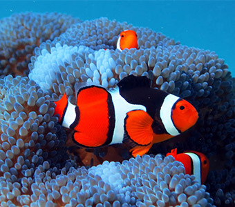 are there blue clown fish