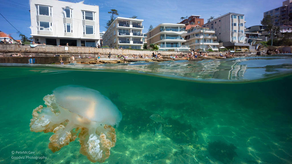 Cabbage Tree Bay celebrates 20 years as a marine reserve Cabbage Tree Bay celebrates 20 years as a marine reserve